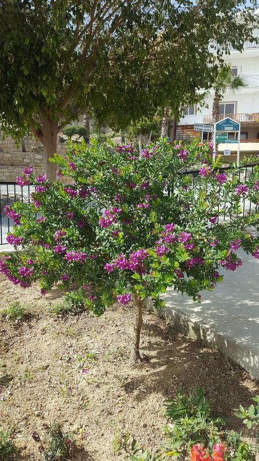 Lazaros Pissouri Apartments Εξωτερικό φωτογραφία